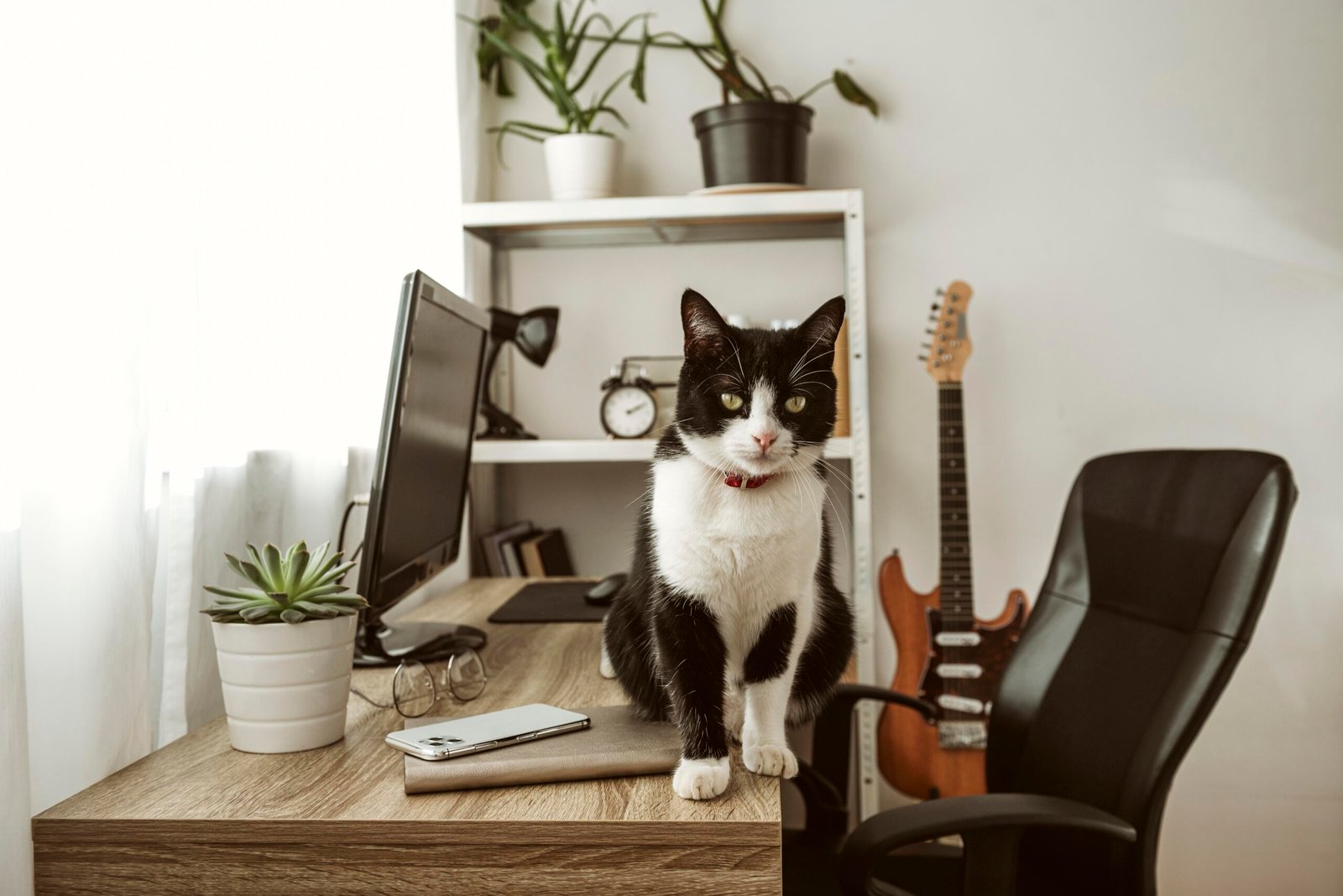 El Gato que Conquistó el Home Office