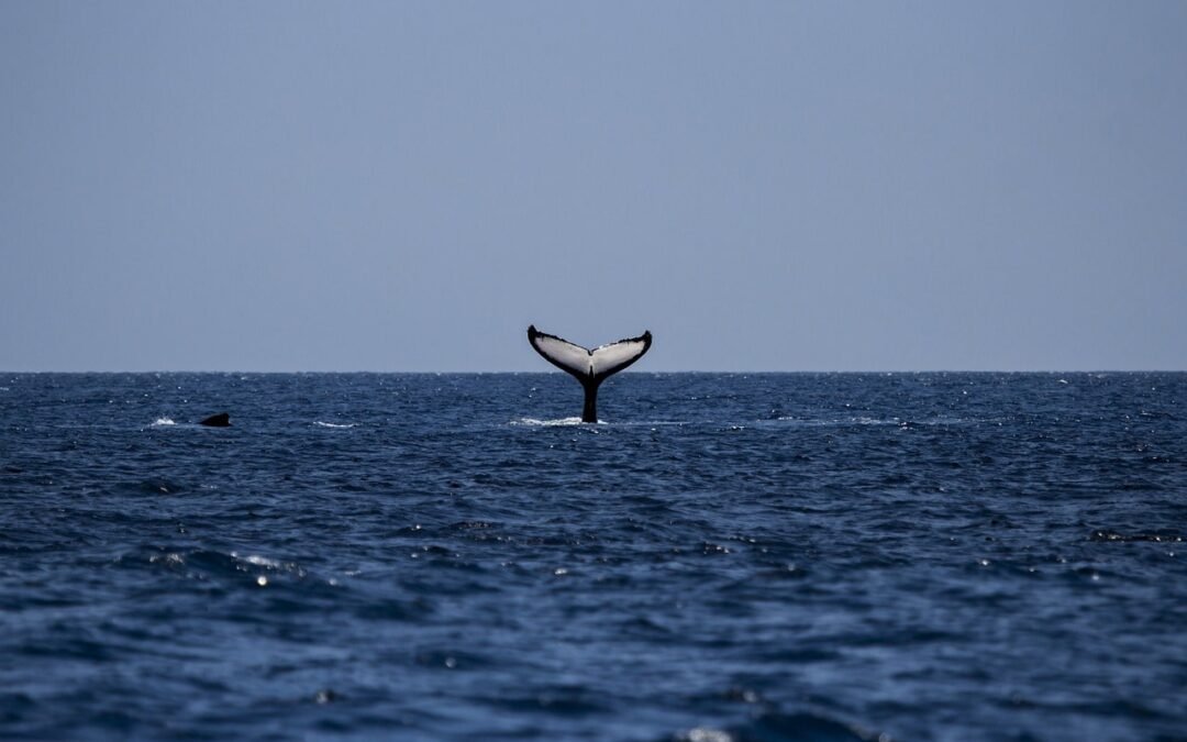 ¡Casi me Traga una Ballena! La Insólita Aventura de Adrián en el Estrecho de Magallanes