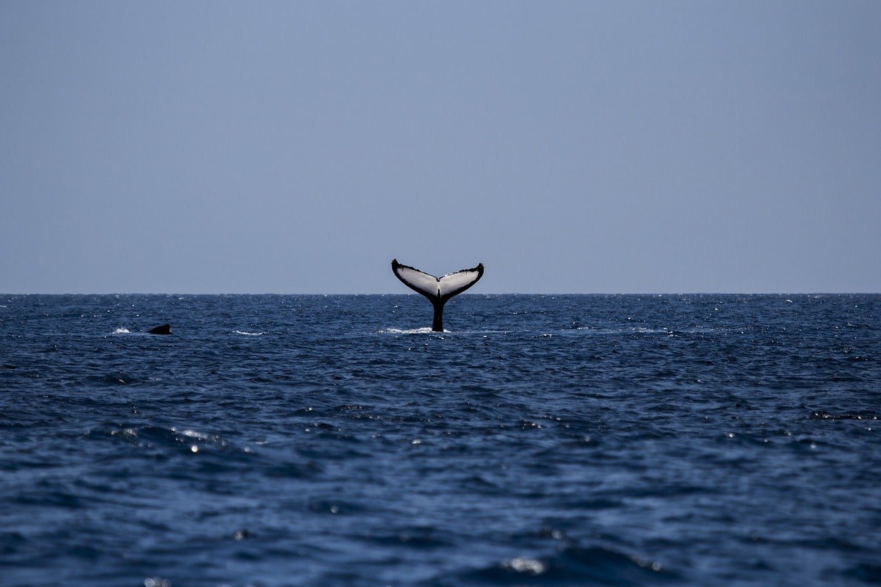 ¡Casi me Traga una Ballena! La Insólita Aventura de Adrián en el Estrecho de Magallanes