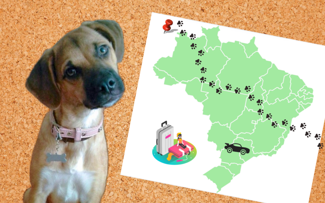 Lulú Y La Mudanza A Curitiba: El Viaje Que Parecía No Terminar Nunca