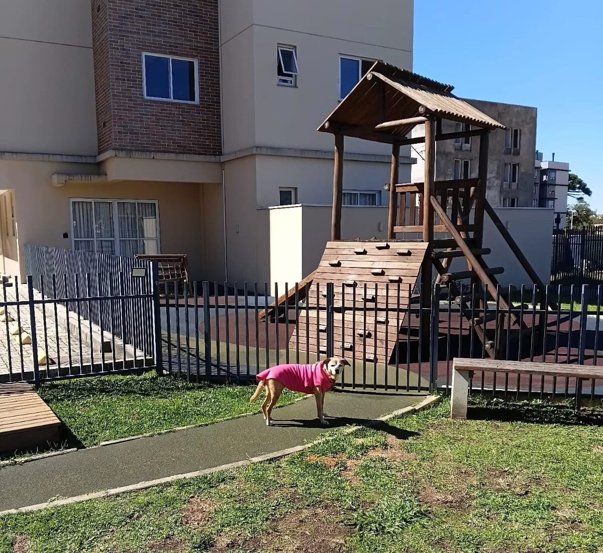 Lulú no parquinho para pets