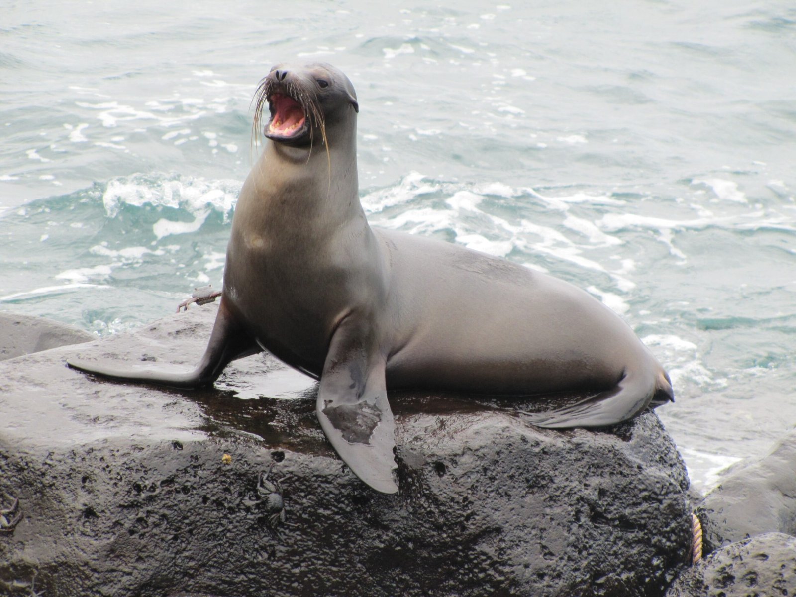 Vida silvestre em Ilhas Galápagos